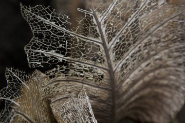 Yakın çekim yaprak Kuru