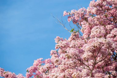 Tabebuia rosea çiçeği