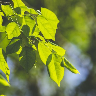 Yeşil yaprak ışık