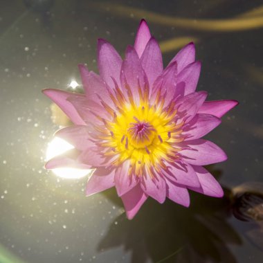 Su birikintisi içinde çiçek açan lotus çiçeği