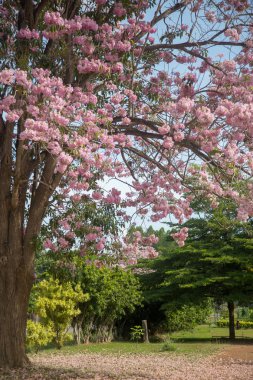 Tabebuia rosea çiçeği