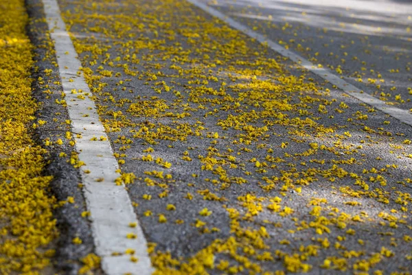 Sárga virág-drop — Stock Fotó