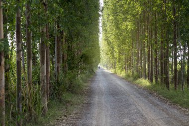 Tünel ağaç satır