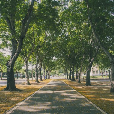 Tünel ağaç satır