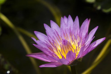 Su birikintisi içinde çiçek açan lotus çiçeği