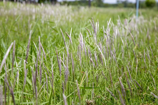 Blume aus Gras — Stockfoto