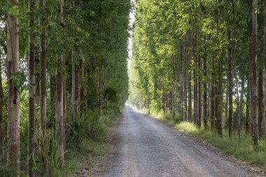 Tünel ağaç satır