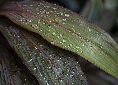 Su damlalı yeşil yaprak