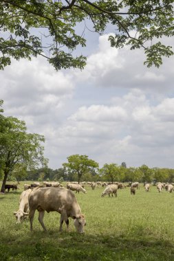 Çayırdaki inek sürüsü