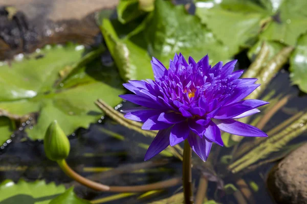Lotus blossom blooming in pond — Stock Photo, Image