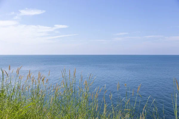 Pennisetum (tüy otu) ve deniz. — Stok fotoğraf