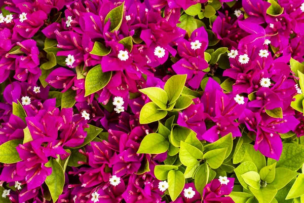 Bougainvillea Blume rosa Farbe blühend — Stockfoto