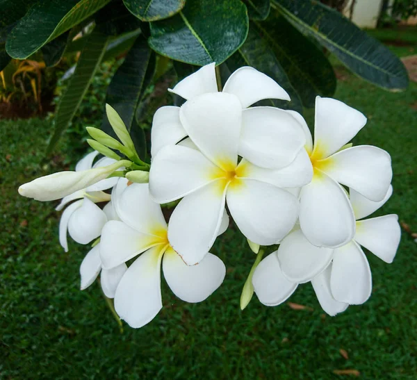 Vit frangipani blommor — Stockfoto