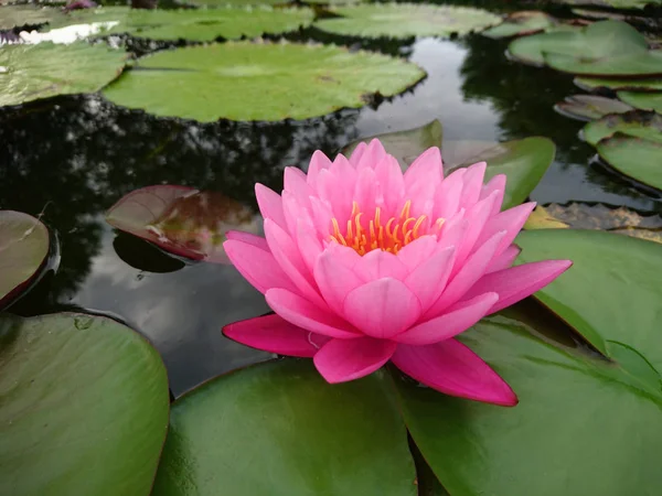Lotus blossom blooming in pond — Stock Photo, Image