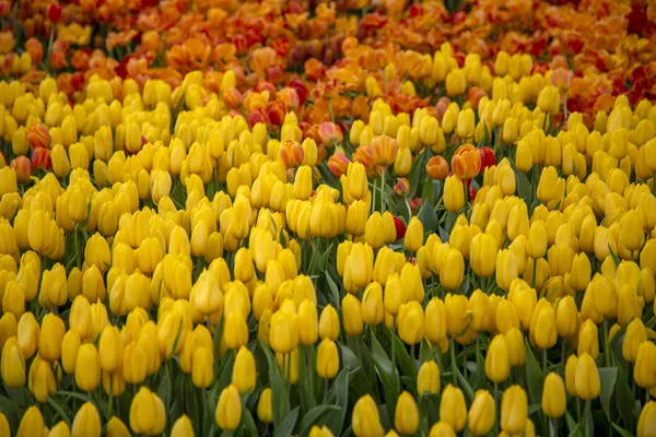 Groupe de fleurs de tulipes en fleurs — Photo