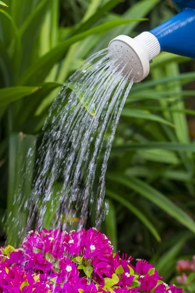Pot shower to plants — Stockfoto