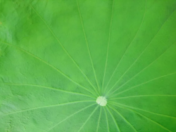 Textura da folha verde de lótus — Fotografia de Stock