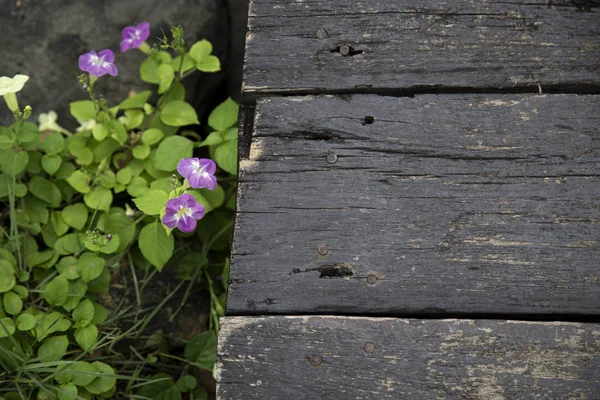 Fond de planche en bois avec fleur — Photo