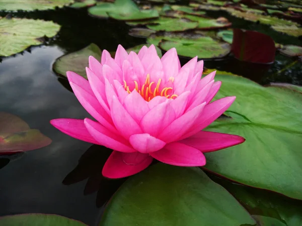 Close Lotus Blossom Blooming Pond — Stock Photo, Image