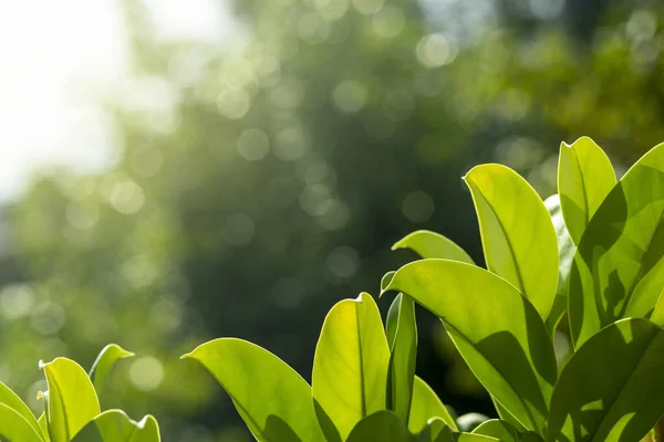 Närbild Gröna Löv Struktur Bakgrund — Stockfoto