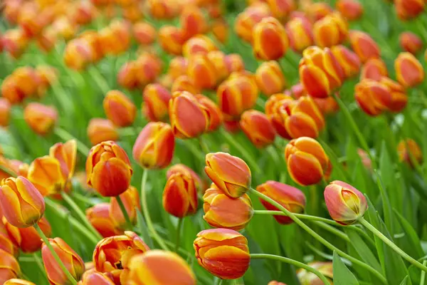 Groupe Fleurs Tulipes Fleurissant Dans Jardin — Photo