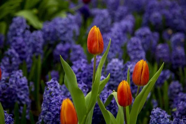 Groupe Fleurs Tulipes Fleurissant Dans Jardin — Photo
