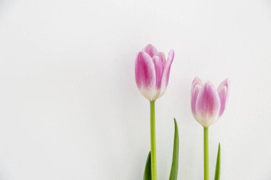 Beyaz duvar arkaplanlı pembe lale çiçekleri