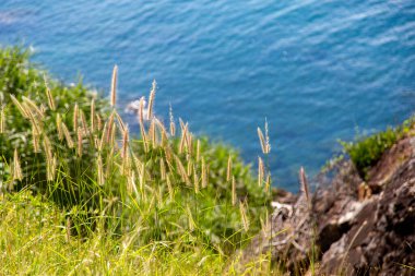 Deniz zeminli Pennisetum (tüy otu)