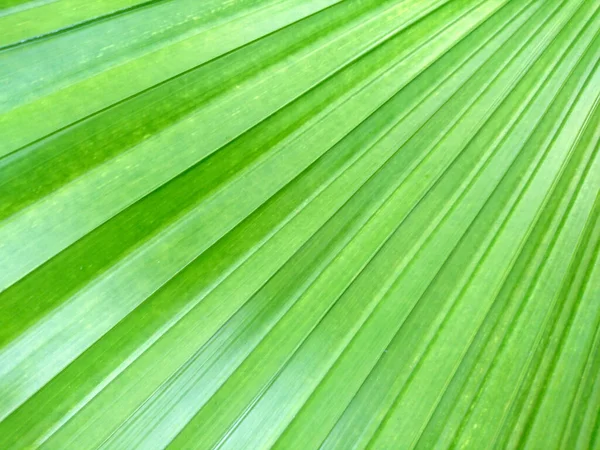 Background Palm Leaf Texture Lines Pattern — Stock Photo, Image