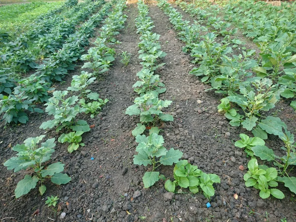 Organic vegetable plot in garden at home
