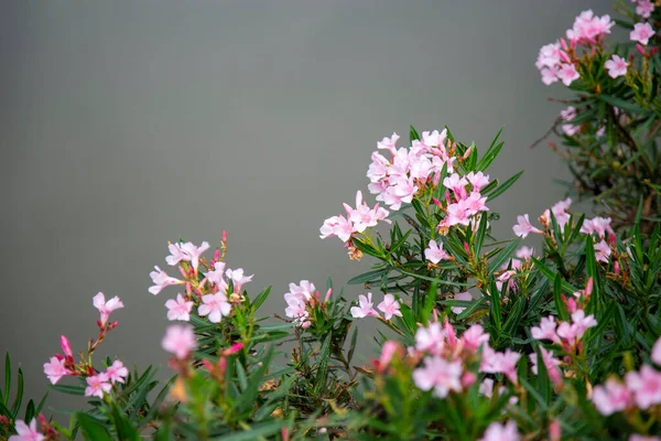 Nahaufnahme Rosa Blumen Mit Teich Hintergrund — Stockfoto