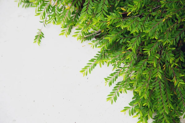 Green Little Leaf Plant White Floor — Stock Photo, Image