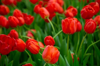 Bahçede açan bir grup lale çiçeği.