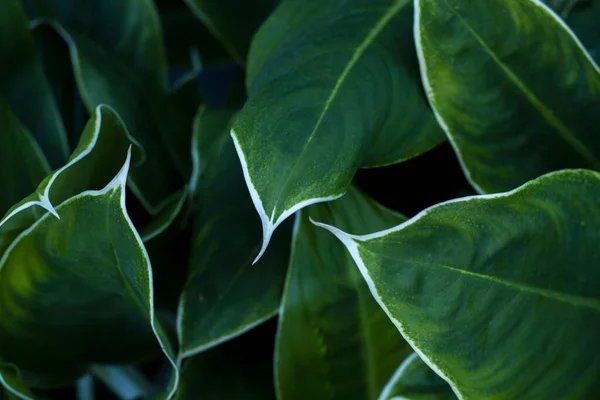 Primer Plano Textura Hoja Verde Para Fondo — Foto de Stock