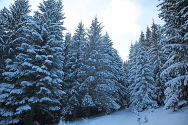 Kış dağ orman. Köknar kapalı kar dalları. Soğuk etkisi tonlama