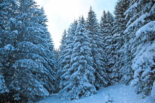 Χειμώνας δάσος στο βουνό. Κλαδιά καλυμμένα με χιόνι. Τόνωση του κρύο. Χιονόπτωση. — Φωτογραφία Αρχείου