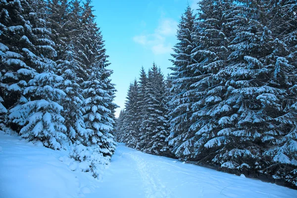 Χειμώνας δάσος στο βουνό. FIR κλαδιά καλυμμένα χιόνι. Κρύο τονωτικό αποτέλεσμα — Φωτογραφία Αρχείου