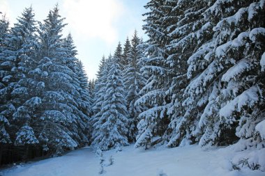 Kış dağ orman. Karla kaplı çam dalları