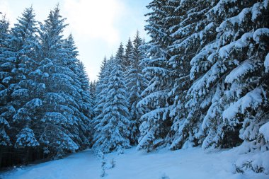 Kış dağ orman. Köknar kapalı kar dalları. Soğuk etkisi tonlama