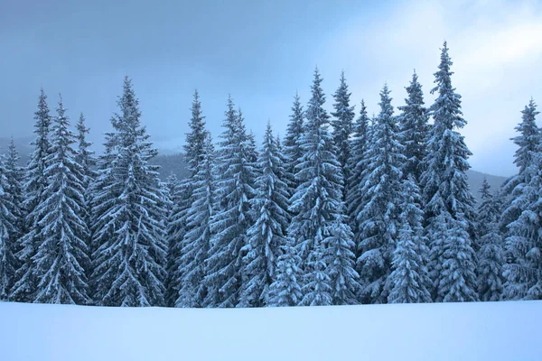 Χειμώνας δάσος στο βουνό. FIR κλαδιά καλυμμένα με χιόνι. Τόνωση του κρύο — Φωτογραφία Αρχείου