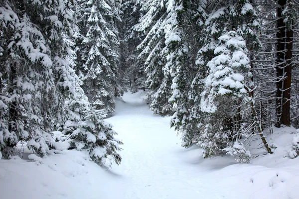 Зимний горный лес. Ветви ели, покрытые снегом — стоковое фото