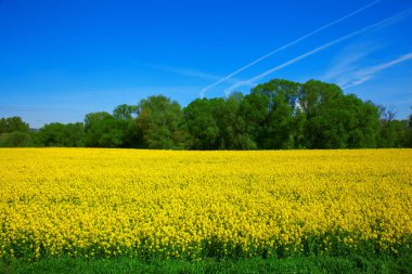 Sarı alan kolza tohumu