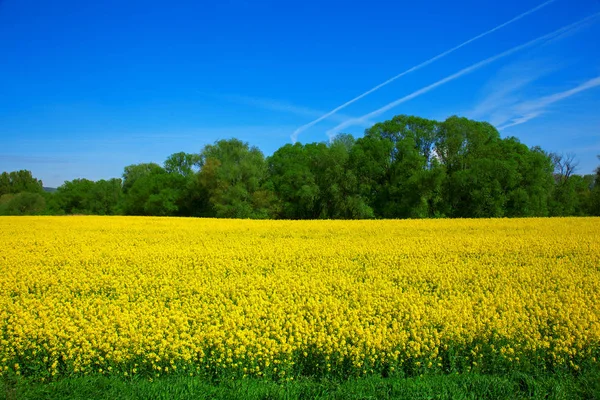 Sarı alan kolza tohumu