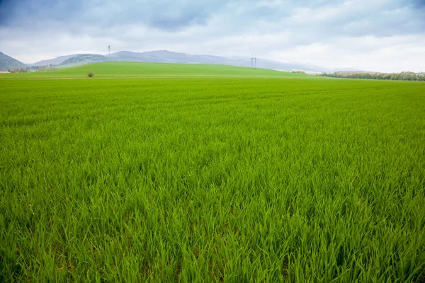 Fundo rural agrícola. Vista panorâmica para a paisagem de primavera com um campo de mudas de trigo de inverno verde — Fotografia de Stock