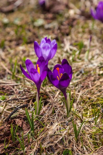Много фиолетовых цветков крокуса весной — стоковое фото