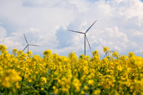 Turbinas de energía eólica en campo de violación amarillo — Foto de Stock