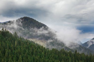 Herdem yeşil iğne yapraklılar sis kefen ile bulutlar dağ yamacında ormanlık. Doğal manzaralı. Slovakya, Nizke Tatry