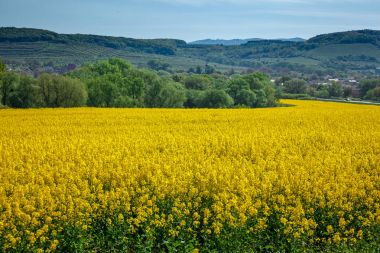 Sarı alan kolza tohumu