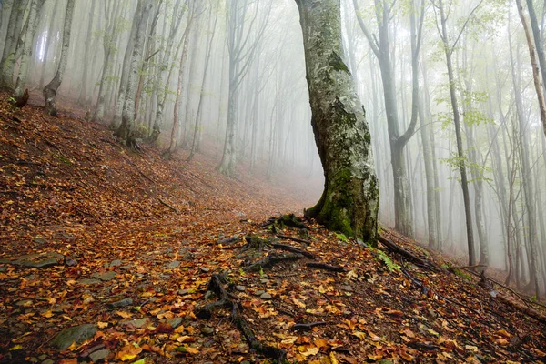 Mystique matin brouillard forêt paysage — Photo