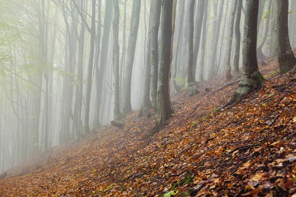 Mystische morgendliche neblige Waldlandschaft lizenzfreie Stockbilder